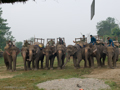 Die Elefantengang beim Sammelpunkt